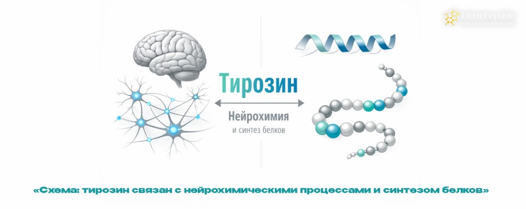 Схема- тирозин связан с нейрохимическими процессами и синтезом белков .jpg