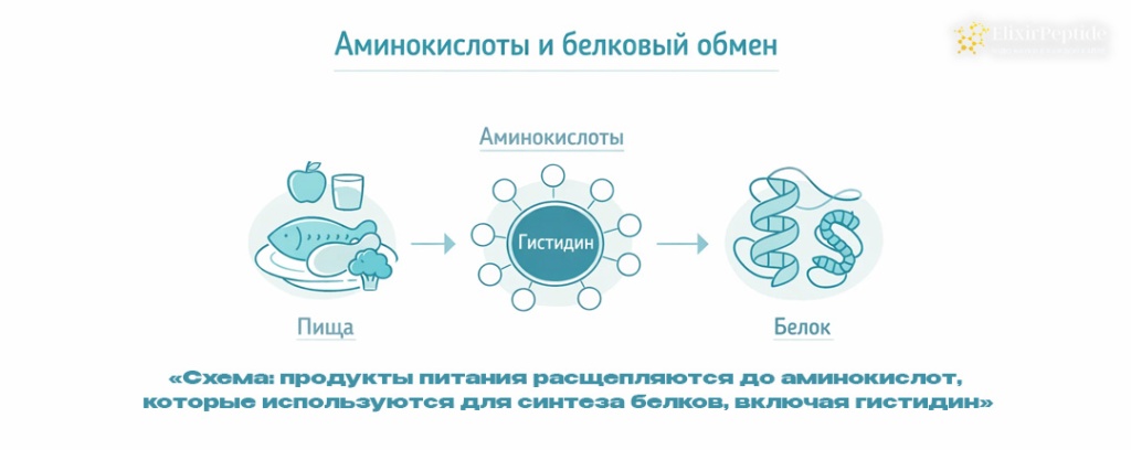 Схема- продукты питания расщепляются до аминокислот которые используются для синтеза белков включая гистидин .jpg Схема- продукты питания расщепляются до аминокислот которые используются для синтеза белков включая гистидин .jpg