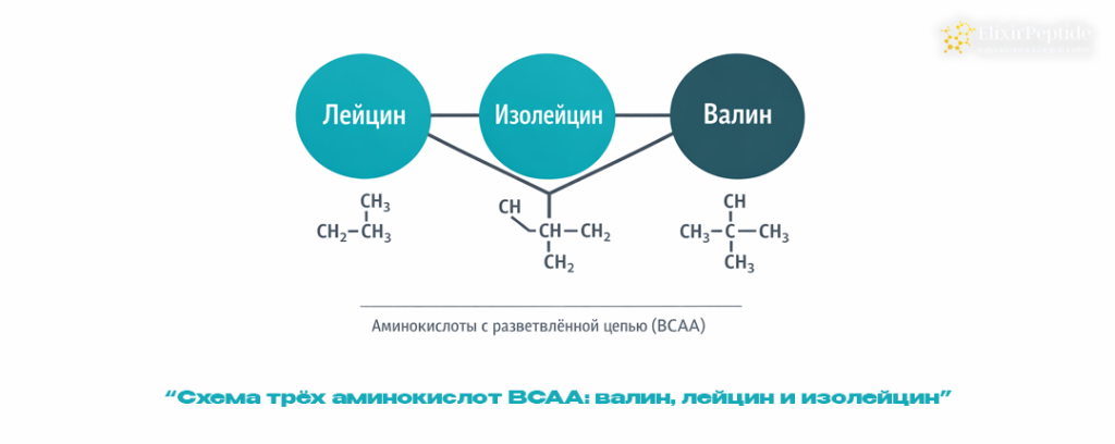 Схема трёх аминокислот BCAA- валин лейцин и изолейцин.png