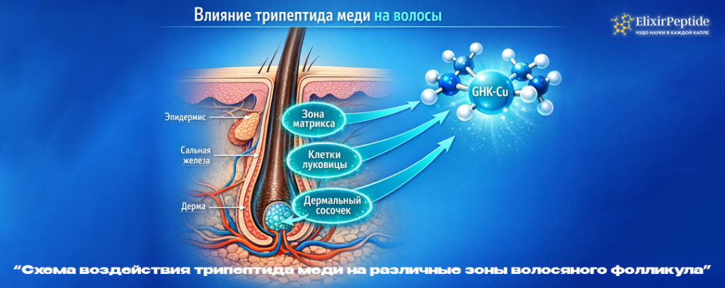 Схема воздействия трипептида меди на различные зоны волосяного фолликула.png Схема воздействия трипептида меди на различные зоны волосяного фолликула.png