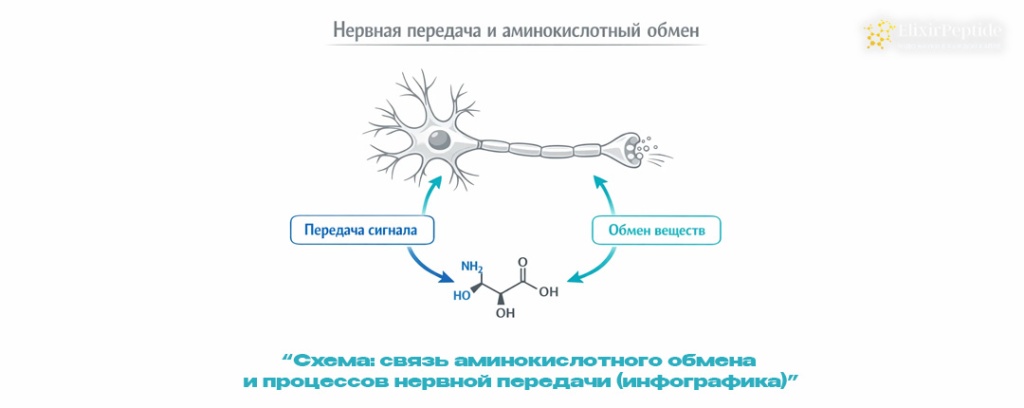 Схема- связь аминокислотного обмена и процессов нервной передачи (инфографика) .jpg Схема- связь аминокислотного обмена и процессов нервной передачи (инфографика) .jpg