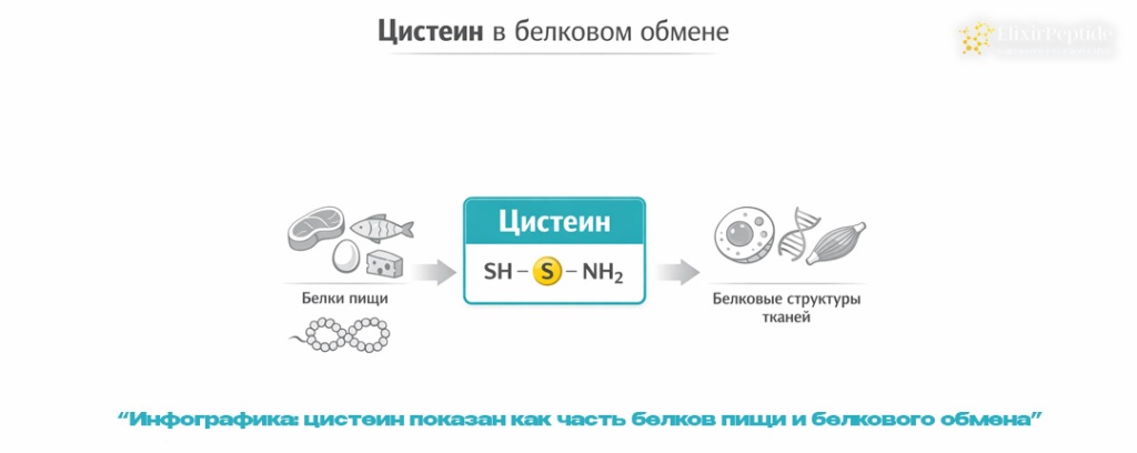 Инфографика- цистеин показан как часть белков пищи и белкового обмена .jpg