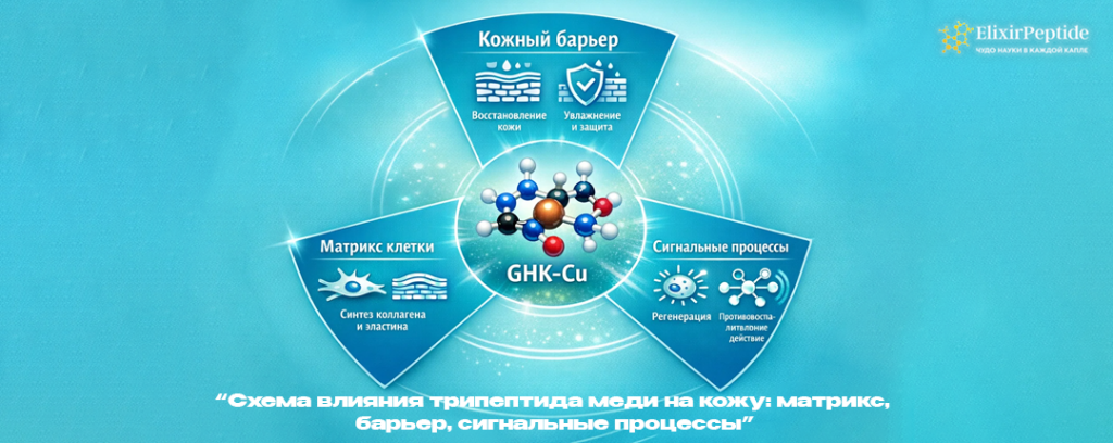 Схема влияния трипептида меди на кожу- матрикс барьер сигнальные процессы.png Схема влияния трипептида меди на кожу- матрикс барьер сигнальные процессы.png