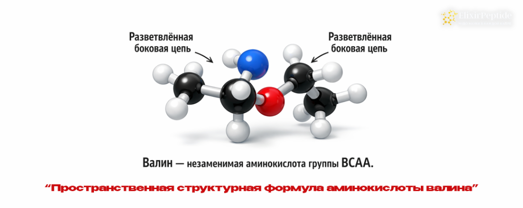 Пространственная структурная формула аминокислоты валина.png