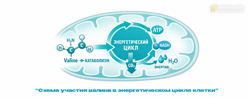 Схема участия валина в энергетическом цикле клетки.png