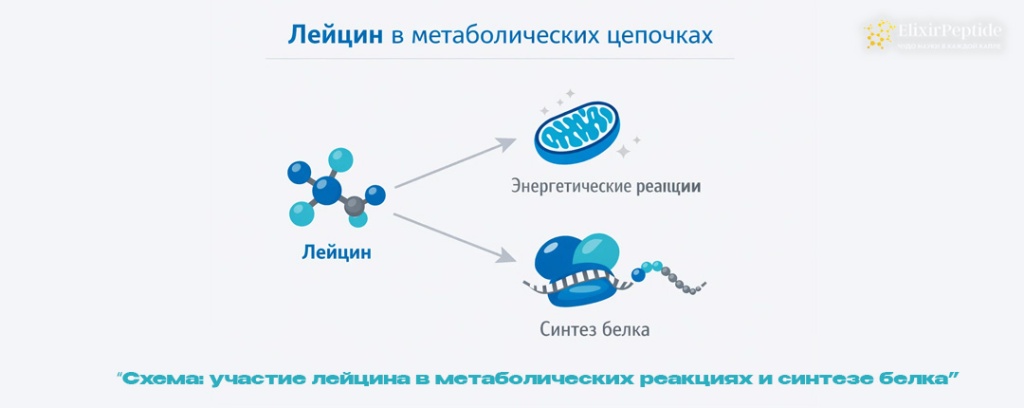 Схема- участие лейцина в метаболических реакциях и синтезе белка .jpg