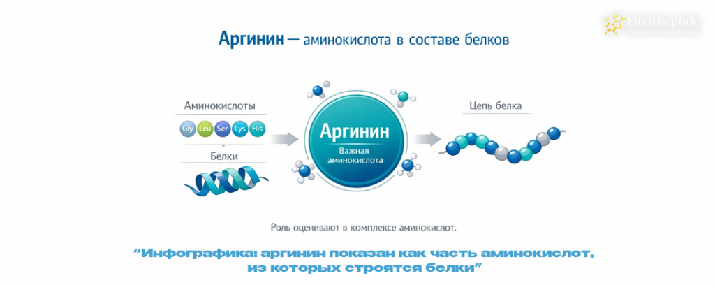 Инфографика- аргинин показан как часть аминокислот из которых строятся белки.png Инфографика- аргинин показан как часть аминокислот из которых строятся белки.png