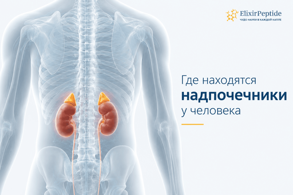 Где находятся надпочечники у человека.png