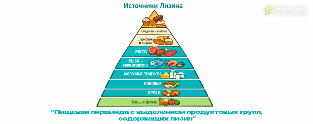 Пищевая пирамида с выделением продуктовых групп содержащих лизин.png Пищевая пирамида с выделением продуктовых групп содержащих лизин.png
