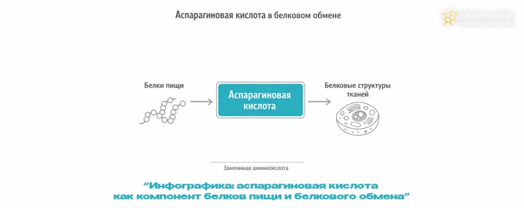 Инфографика- аспарагиновая кислота как компонент белков пищи и белкового обмена.jpg Инфографика- аспарагиновая кислота как компонент белков пищи и белкового обмена.jpg
