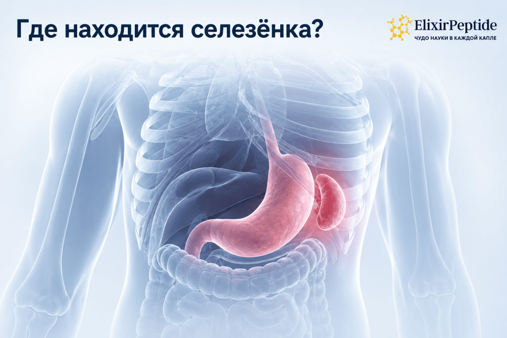 Где находится селезёнка.png