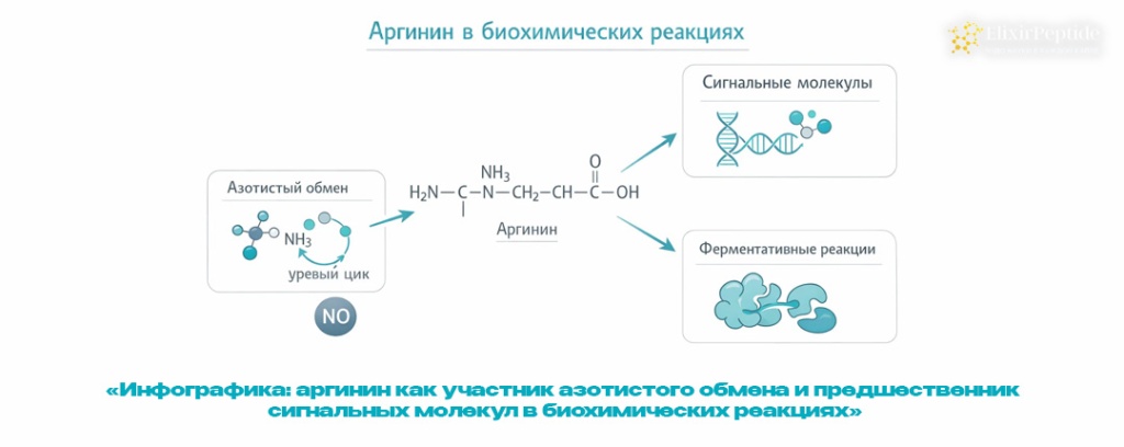 Инфографика- аргинин как участник азотистого обмена и предшественник сигнальных молекул в биохимических реакциях .jpg