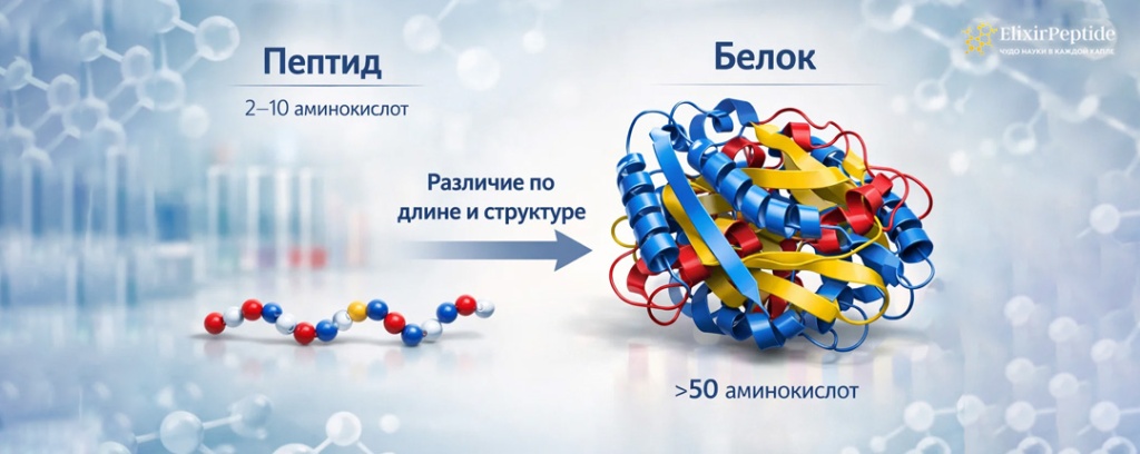 Отличие пептидов и белков по размеру и структуре.jpg