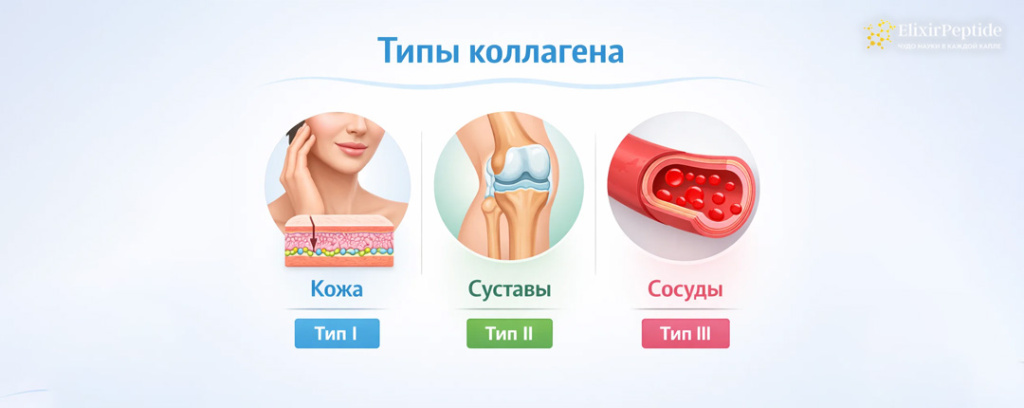 Виды коллагена.jpg