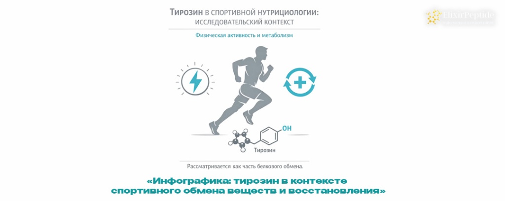 Инфографика- тирозин в контексте спортивного обмена веществ и восстановления .jpg