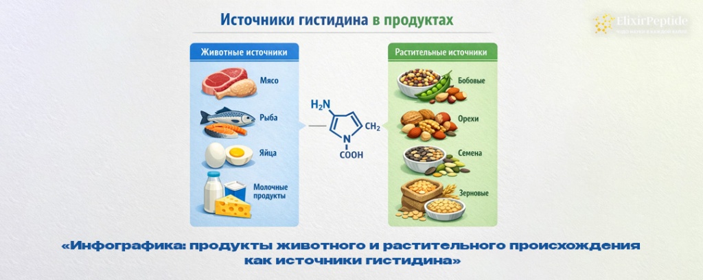 Инфографика- продукты животного и растительного происхождения как источники гистидина .jpg Инфографика- продукты животного и растительного происхождения как источники гистидина .jpg