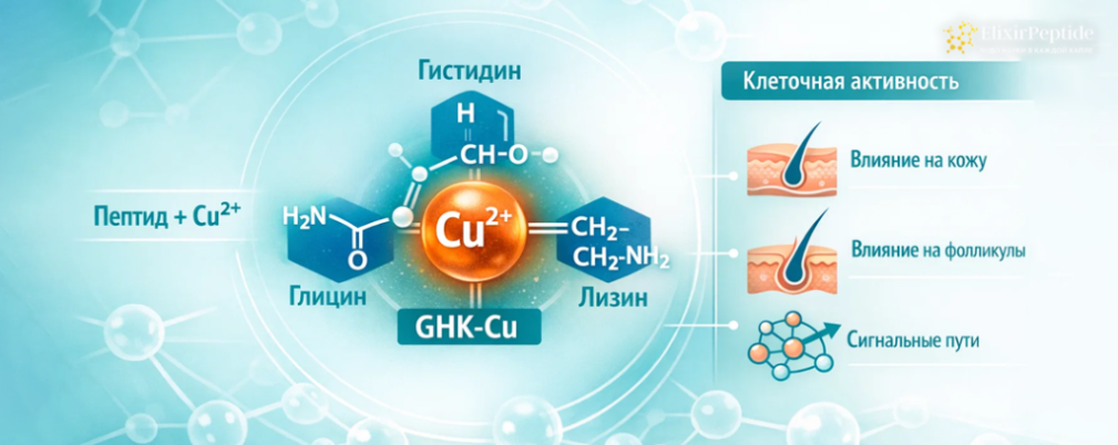 Трипептид меди: что это такое и какую роль он играет в организме